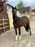 Gelding Zangersheide For sale 2019 Bay