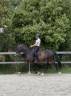 Gelding Oldenburg For sale 2012 Bay