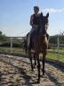 Gelding French Trotter For sale 2014 Bay
