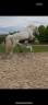 Mare Connemara For sale 2012 Grey