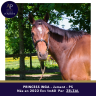 Mare Thoroughbred For sale 2022 Bay