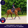 Mare Thoroughbred For sale 2020 Chesnut
