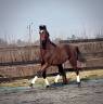 Gelding sBs Belgian Warmblood For sale 2023 Dark Bay