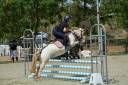 Gelding Other Pony Breed For sale 2014 Other color