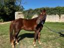 Gelding Origin Recorded For sale 2020 Liver chestnut