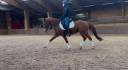 Gelding French Saddle Pony For sale 2016 Chesnut