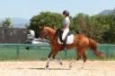 Gelding French Saddle Pony For sale 2016 Chesnut