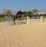 Gelding Oldenburg For sale 2020 Dark Bay