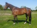 Gelding BWP Belgian Warmblood For sale 2021 Bay