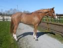 Gelding sBs Belgian Warmblood For sale 2021 Chesnut