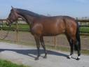 Mare Zangersheide For sale 2017 Bay