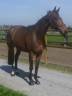 Mare Zangersheide For sale 2017 Bay