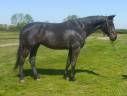 Gelding Selle Français For sale 2018 Bay