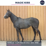 Mare AQPS For sale 2022 Grey