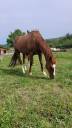 Gelding AQPS For sale 2016 Chesnut