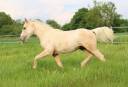 Colt Quarter For sale 2024 Palomino