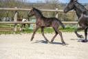 Filly Friesian For sale 2025 Black