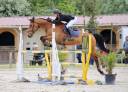 Gelding Selle Français For sale 2012 Bay