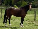 Gelding Belgian Half Blood For sale 2015 Bay