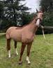 Gelding Zangersheide For sale 2021 Chesnut