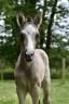 Filly Dutch Riding Pony For sale 2024 Buckskin