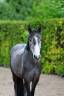 Gelding Other Pony Breed For sale 2021 Grey
