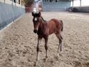 Colt Zangersheide For sale 2025 Dark Bay