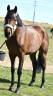Mare Oldenburg For sale 2019 Bay