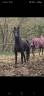 Mare French Saddle Pony Part-Livery 2021 Black