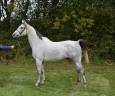 Gelding Selle Français For sale 2017 Grey