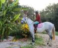 Mare Lusitano For sale 2018 Grey