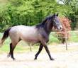 Gelding Zangersheide For sale 2021 Grey