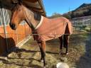 Broodmare Selle Français For sale 2016 Bay