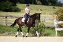 Gelding KWPN Dutch Warmblood For sale 2015 Dark Bay