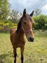 Colt Connemara For sale 2024 Bay