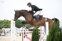 Gelding Selle Français For sale 2015 Bay