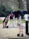Gelding Zangersheide For sale 2020 Black