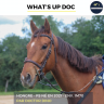 Gelding Thoroughbred For sale 2021 Chesnut