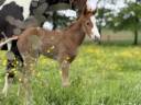 Filly Paint For sale 2025 Sorrel