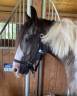 Gelding Irish Sport Horse For sale 2013 Coloured