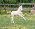 Colt PRE Pure Spanish Bred For sale 2025 Cream