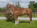 Mare Selle Français For sale 2017 Chesnut
