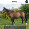 Mare Thoroughbred For sale 2008 Bay