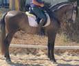 Entire PRE Pure Spanish Bred For sale 2020 Grey