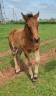 Colt Arabian Half Blood For sale 2025 Bay