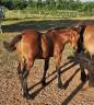 Colt Arabian Half Blood For sale 2025 Bay