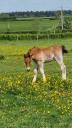 Colt Arabian Half Blood For sale 2025 Bay