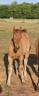 Colt Arabian Half Blood For sale 2025 Bay