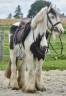 Mare Origin Recorded For sale 2013 Coloured
