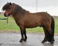 Stallion Shetland Pony For sale 2015 Dark Bay